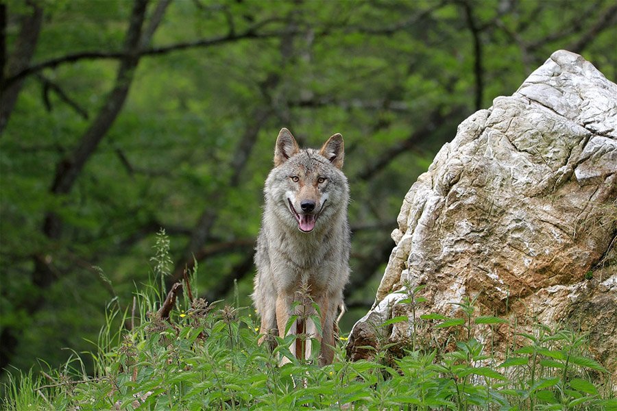 Wolf in a meadow