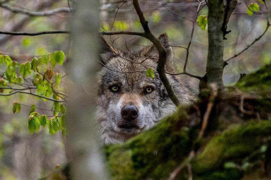 Wolf in the forest