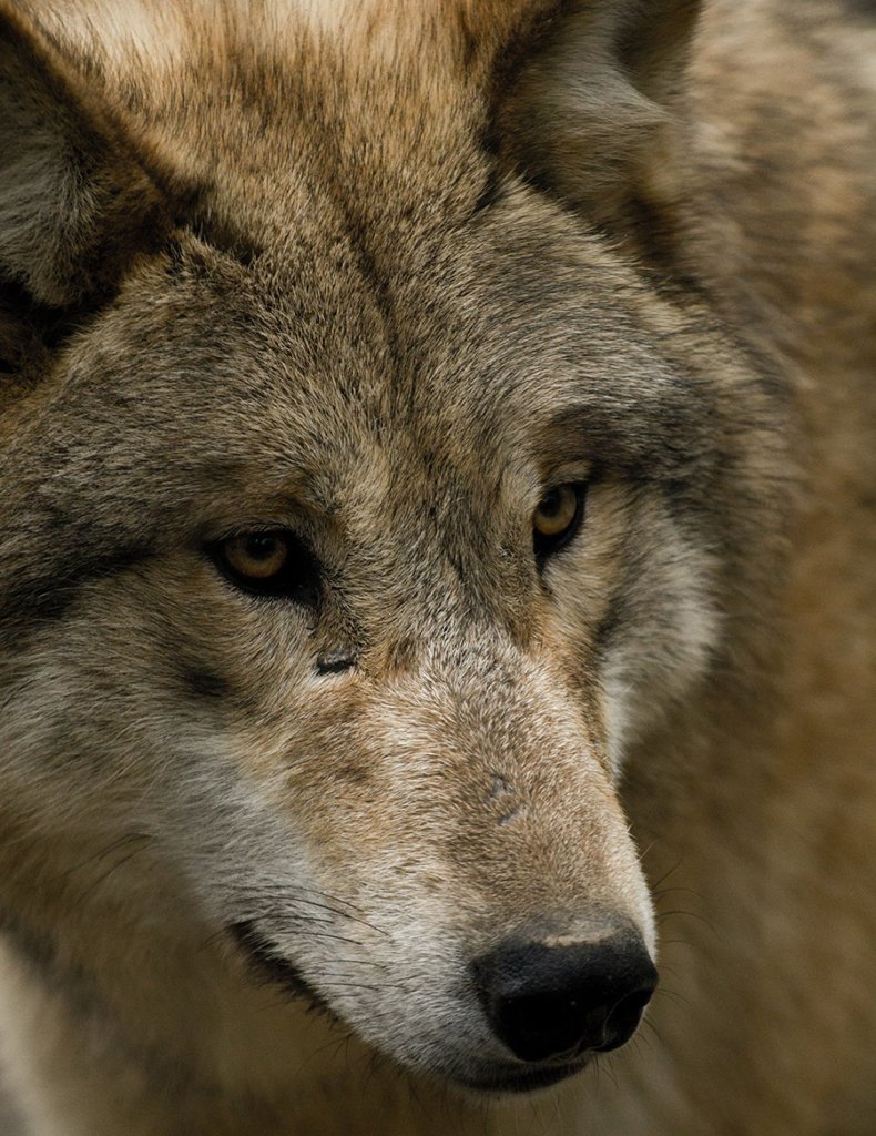 Wolf portrait close up