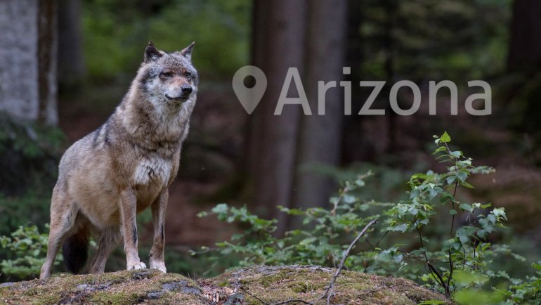 Wolves in Arizona - Hero