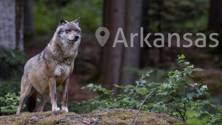 Wolves in Arkansas - Hero