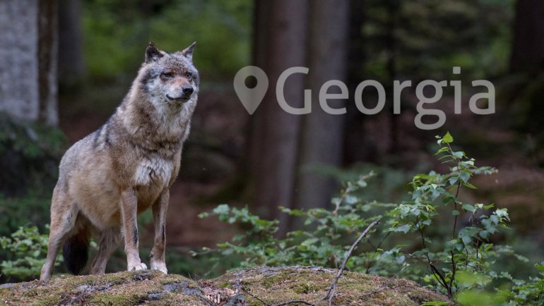 Wolves in Georgia - Hero