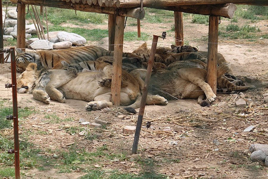 Lions, Tigers, Ligers and Tigons at Zhengzhou Zoo, China