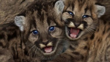 mountain lion babies