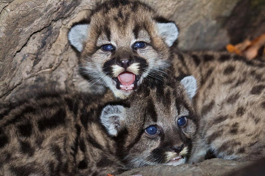 mountain lion cubs