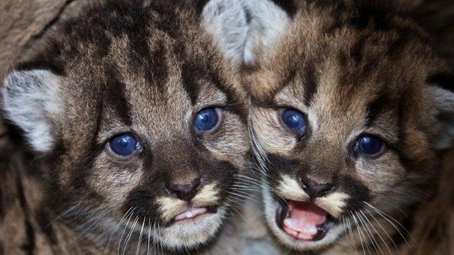 mountain lion babies close up