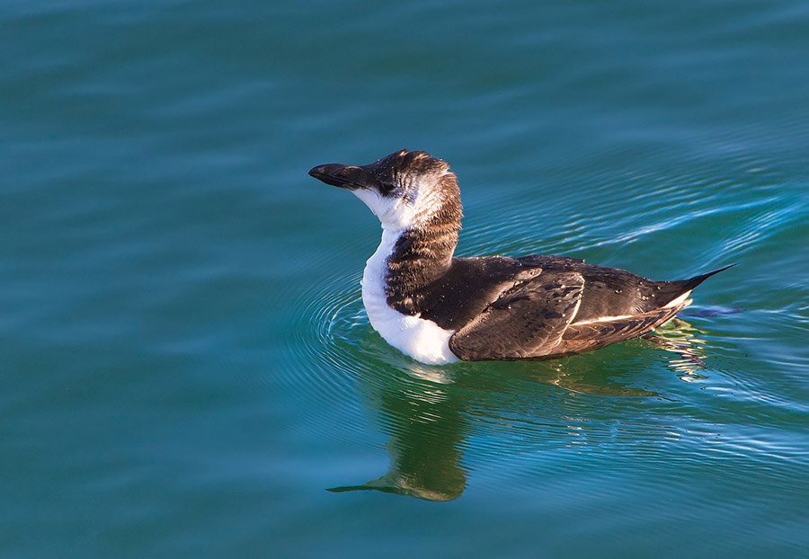 3-Letter birds - Auk