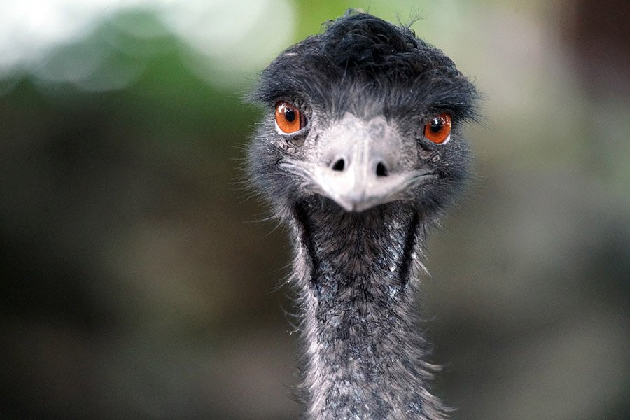 3-Letter birds - Emu