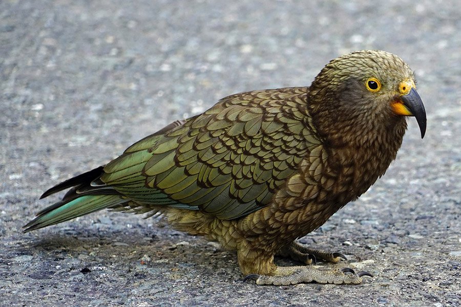 Kea