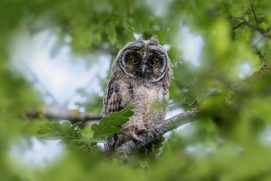 3-Letter birds - Owl