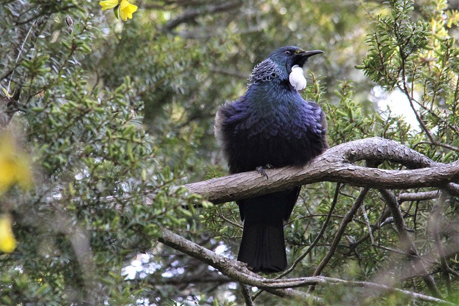 3-Letter birds - Tui