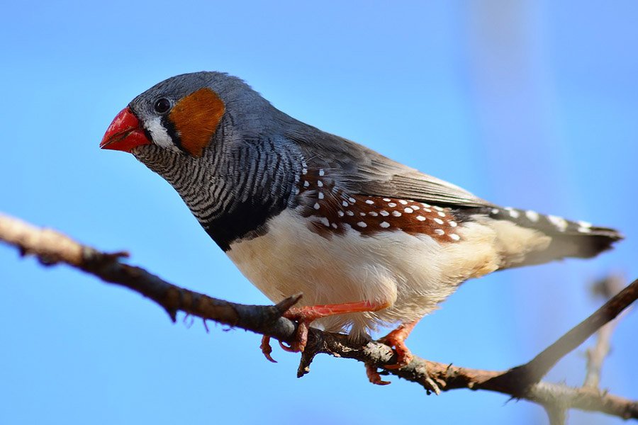 5-Letter Birds - Finch