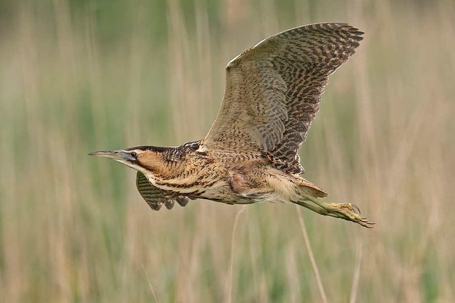 7-Letter-Birds-Bittern