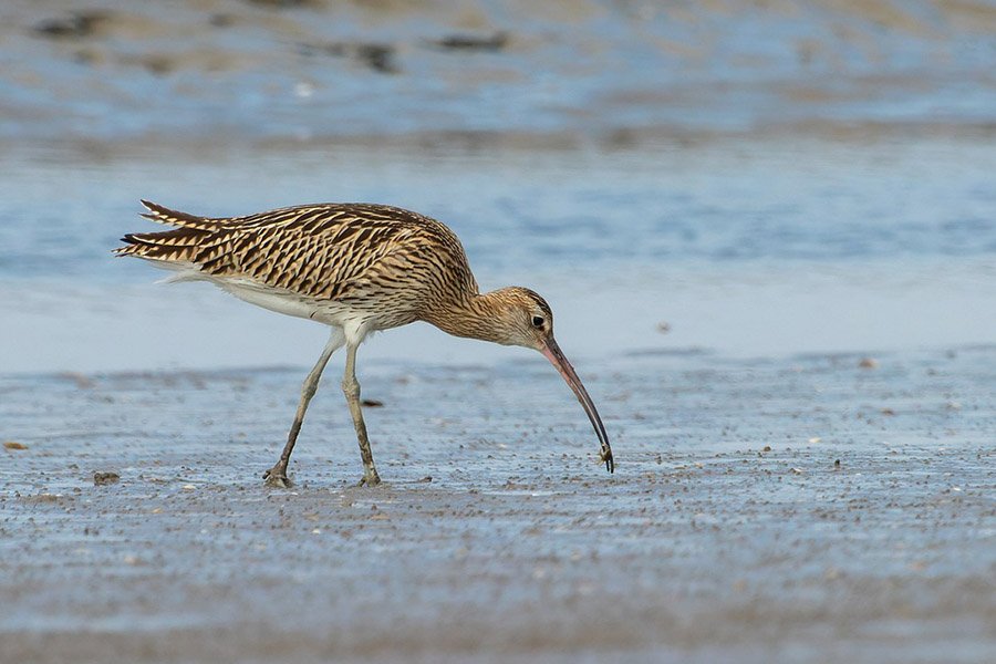 6-Letter Birds - Curlew