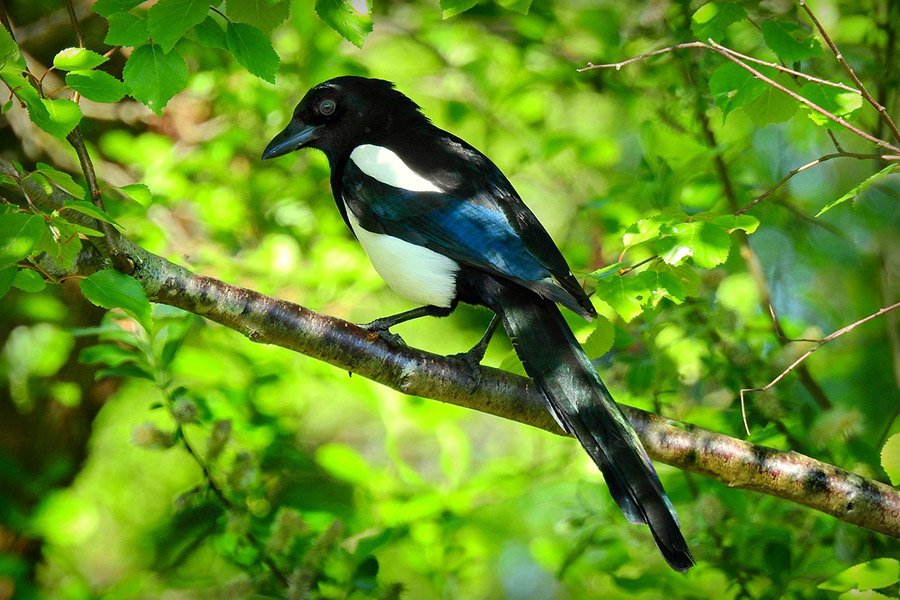 6-Letter Birds - Magpie