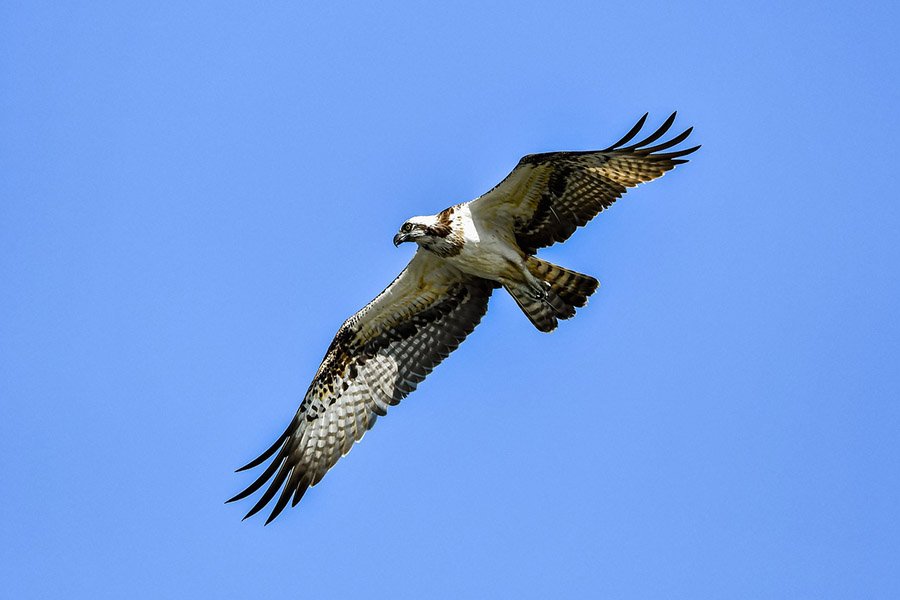 6-Letter Birds - Osprey