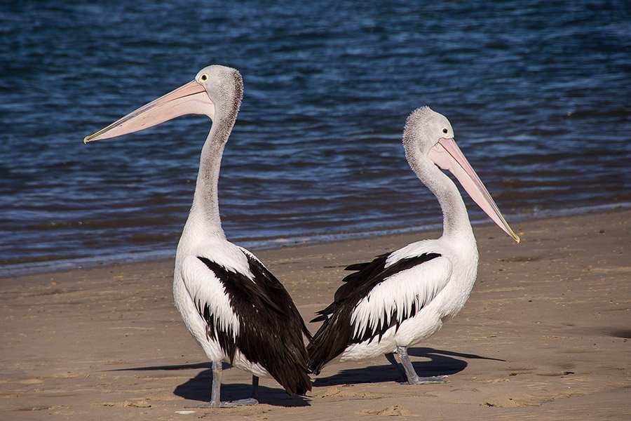 7-Letter-Birds-Pelican