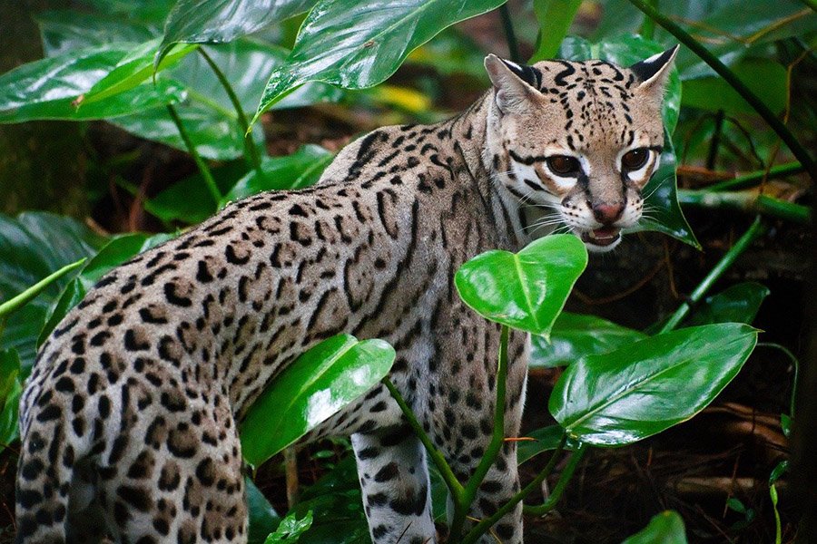 Ocelot