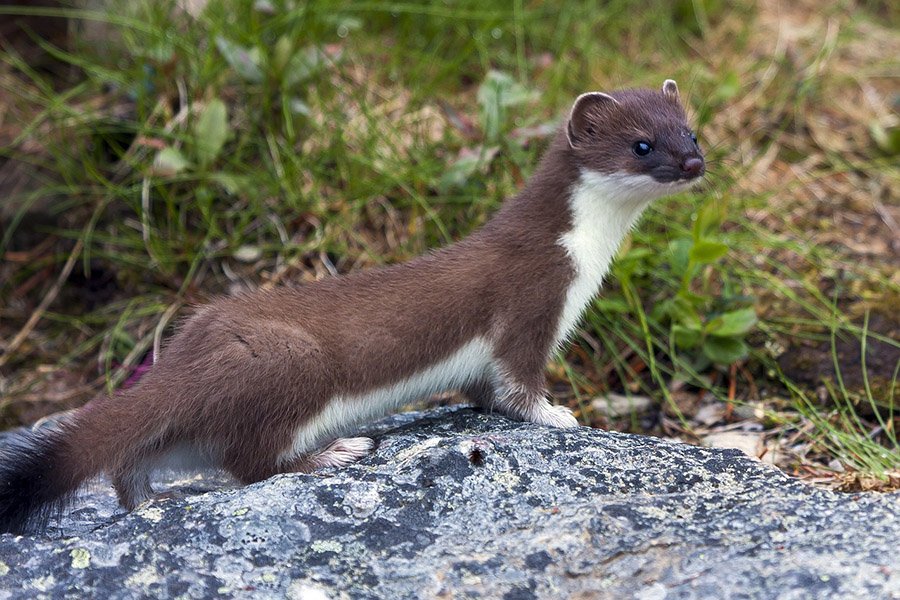 Weasel