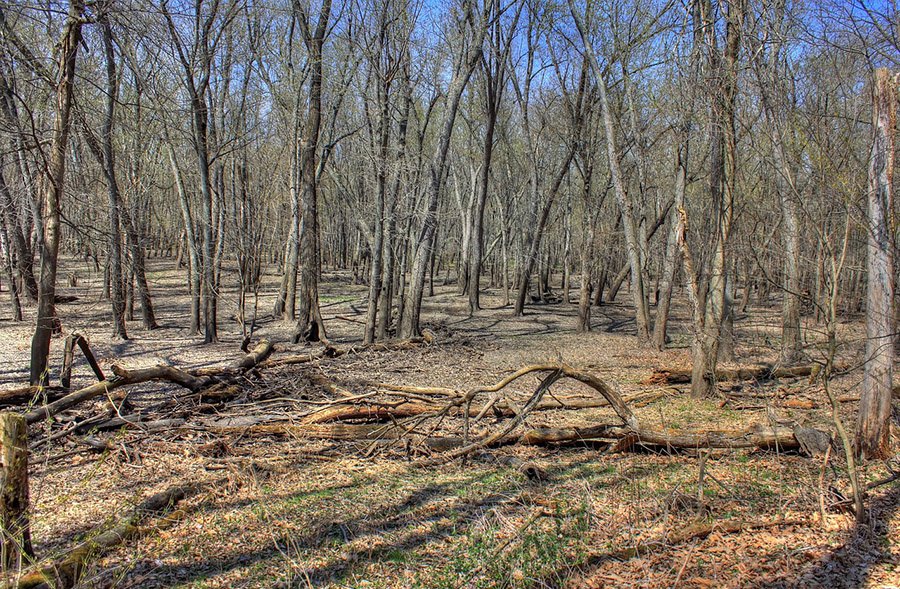 A forest in Illinois