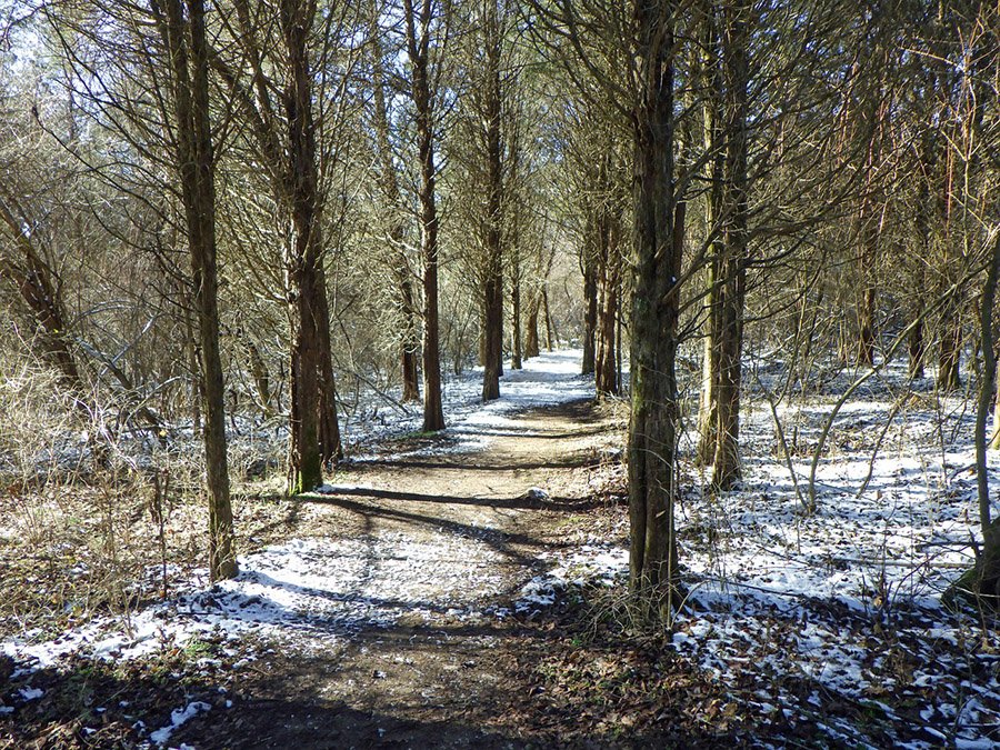 A forest in Indiana