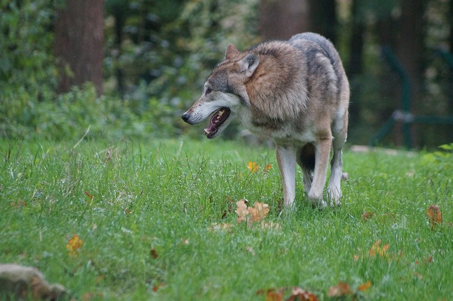 A wolf walking in the grass