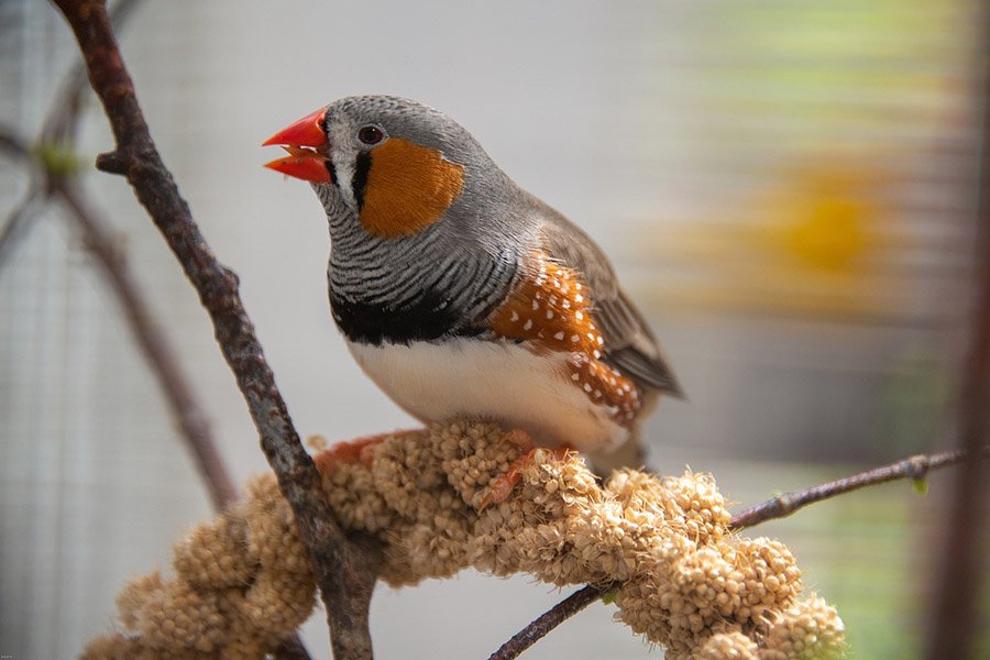 A zebra finch in captivity