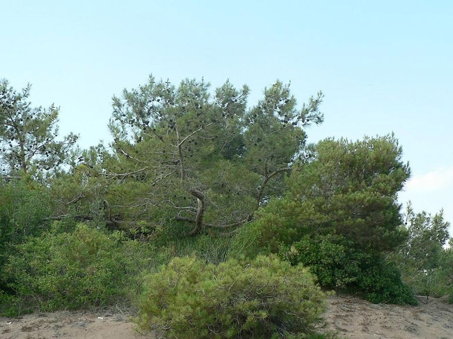 Afghanistan - Afghan Pine