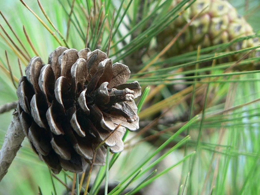 Afghanistan - Afghan Pine