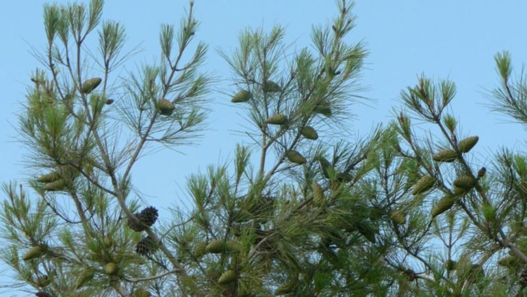 Afghanistan - Afghan Pine National tree