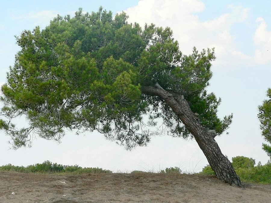 Afghanistan - Afghan Pine