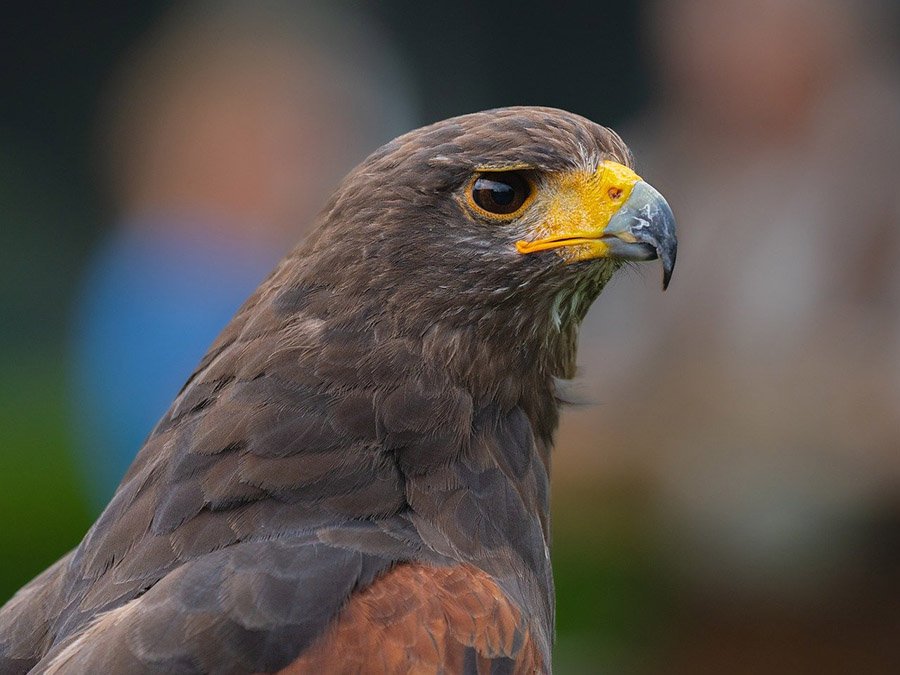 Afghanistan Golden Eagle