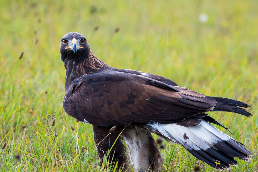 Afghanistan Golden Eagle