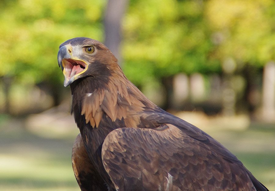 Afghanistan Golden Eagle