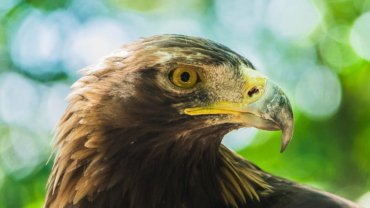 Afghanistan Golden Eagle - National bird