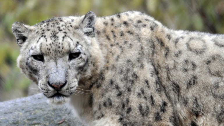 Afghanistan Snow Leopard - National animal