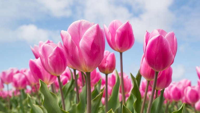 Afghanistan Tulip - National flower