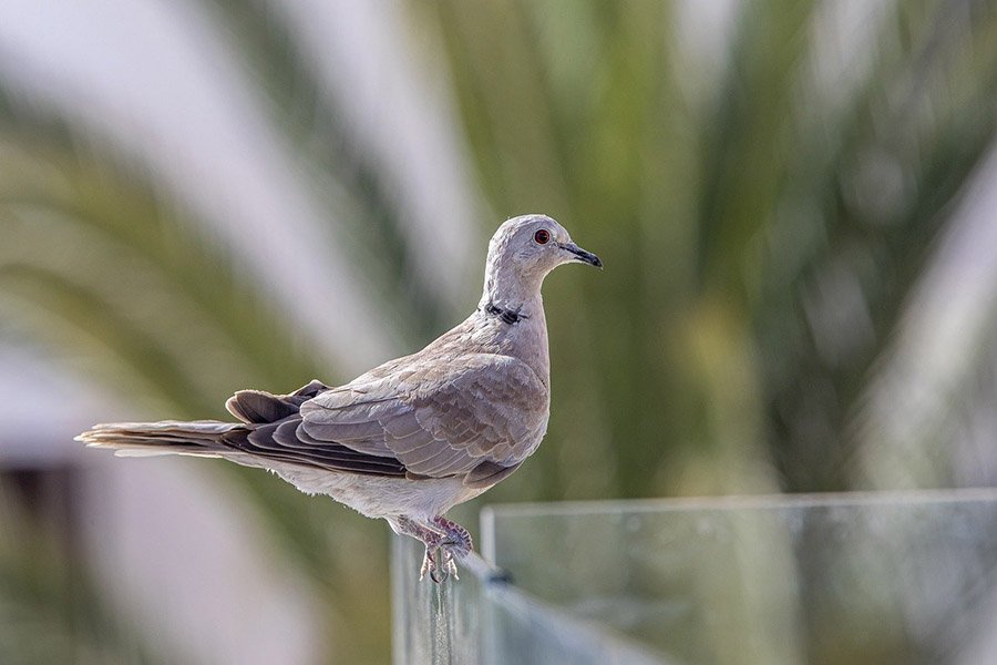 African collared dove