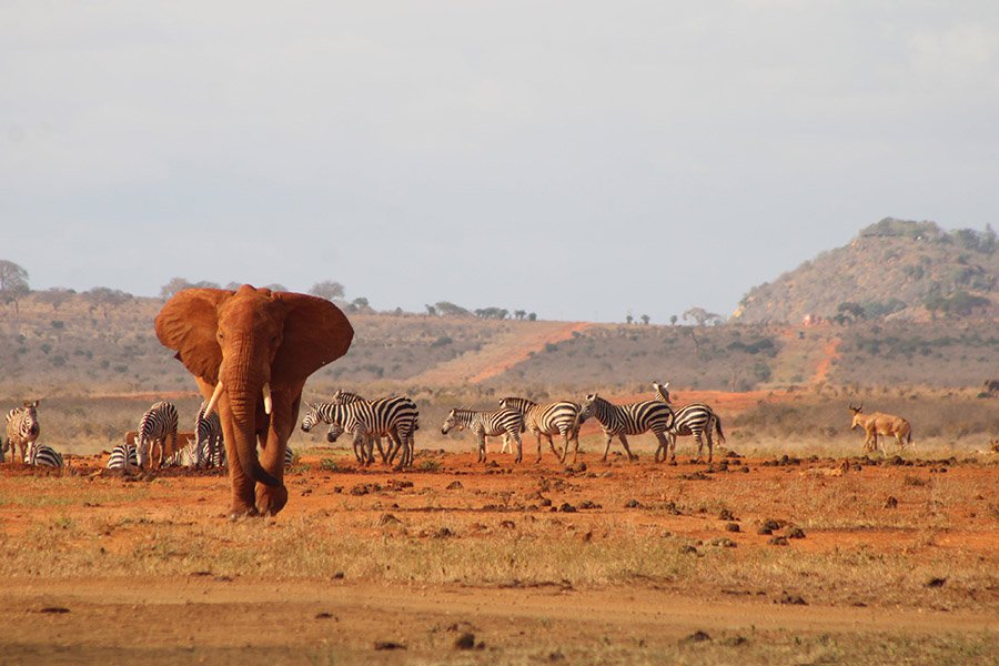 African elephant and zebras in Kenya