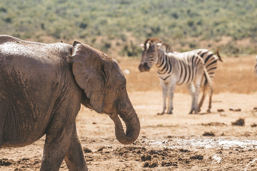 An elephant with zebras in the background