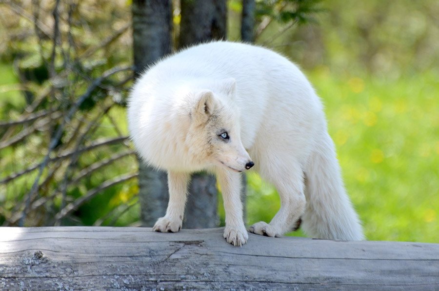 Animals with bushy tails - Arctic fox