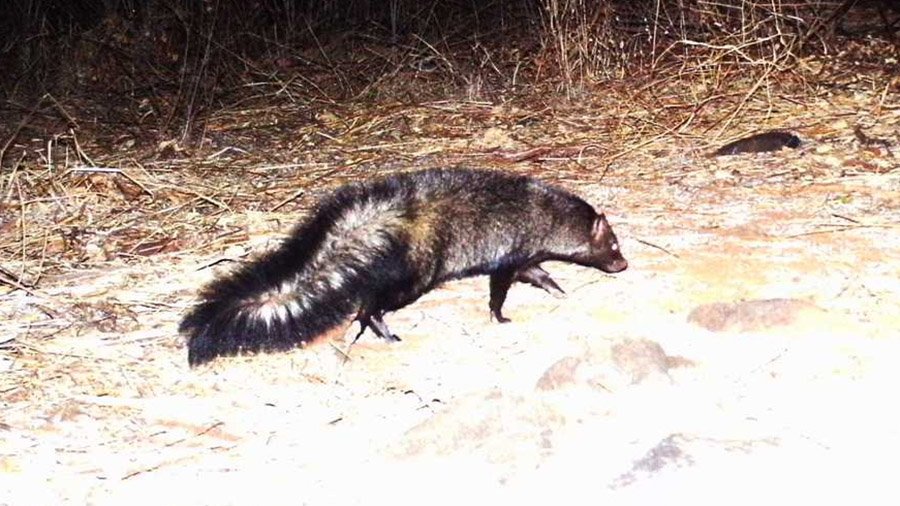 Animals with bushy tails - Bushy-Tailed Mongoose