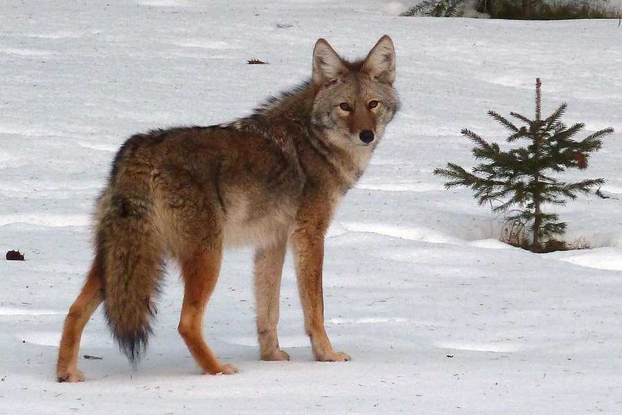 Animals with bushy tails - Coyote