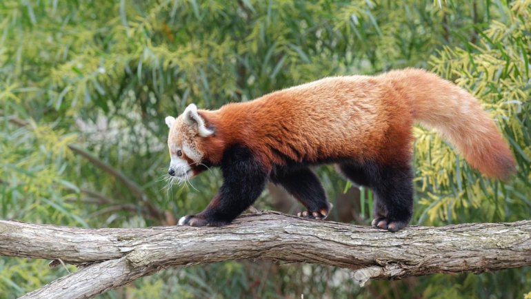 Animals with bushy tails - Hero