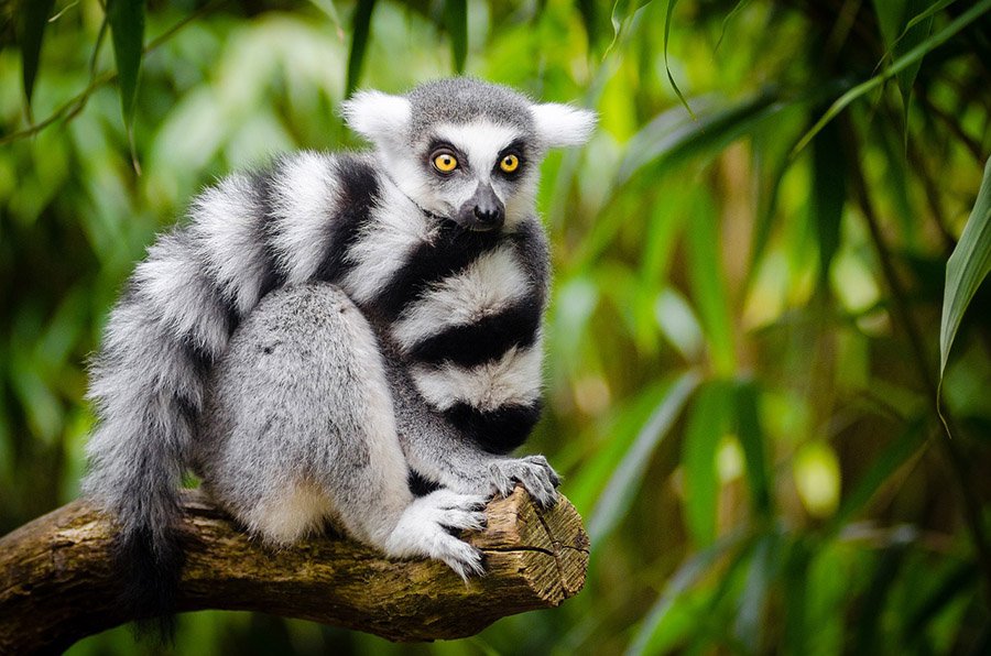 Animals with bushy tails - Lemur