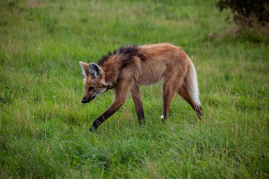 Animals with bushy tails - Maned wolf