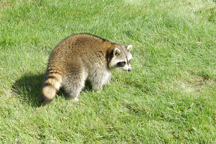 Animals with bushy tails - Raccoon