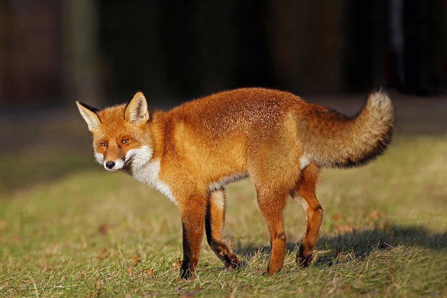 Animals with bushy tails - Red fox