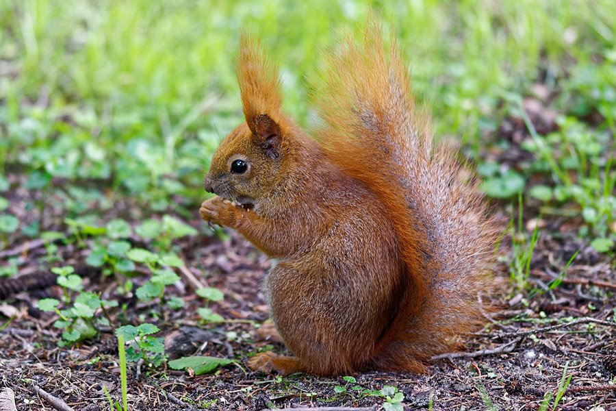 Animals with bushy tails - Red squirrel