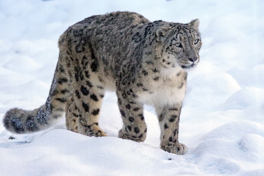 Animals with bushy tails - Snow leopard